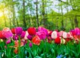 /album/quinto-varios/h-461-tulipanes-jpg/